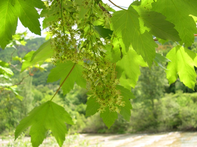 Acer pseudoplatanus